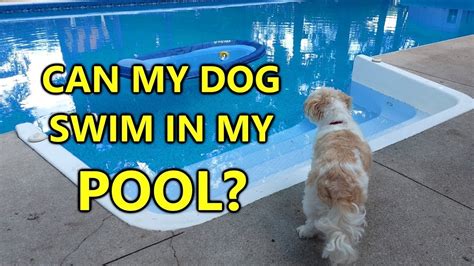 Can Dogs Safely Swim In Swimming Pools