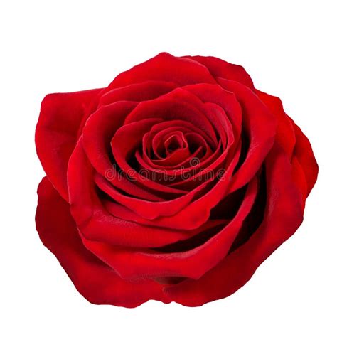 Red Rose Flower Head White Background Stock Image Image Of Love