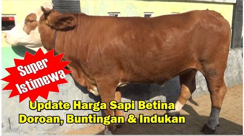 Update Harga Sapi Betina Doro Bunting Indukan Super Pasar Kliwon