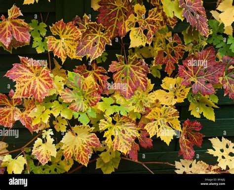 Autumn Vine Leaves Stock Photo Alamy
