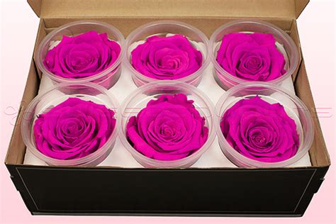 Preserved Roses Deep Pink White