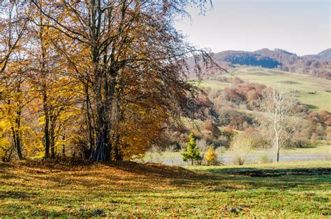 Autumn Landscape Trees With Colorful Leaves Frost On Green Grass