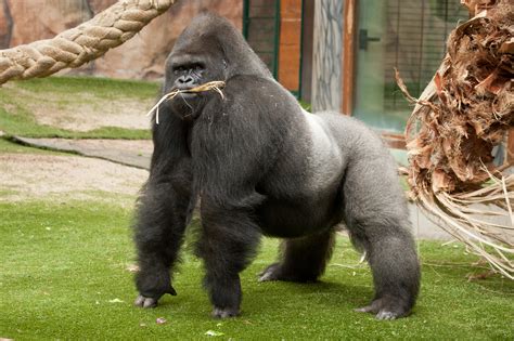 Gorilla Full Hd Wallpaper And Background Image 2048x1365 Id421378