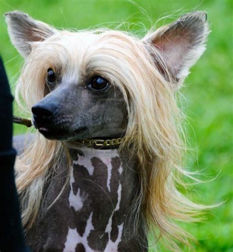 Beautiful Chinese Crested Dog Posing At A Dog Show Royalty Chinese