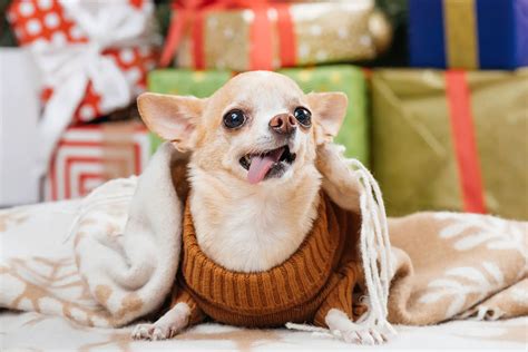 All You Need To Know About Breeding Chihuahuas The Doggo