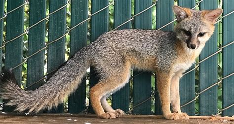 Gray Fox Wildlife Center Of Silicon Valley