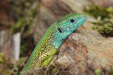 The European Green Lizard Lacerta Viridis Male Head Detail Stock