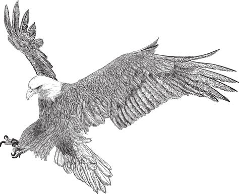 Premium Vector Bald Eagle Swoop Attack Hand Draw Sketch Black Line On