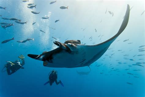 Top Places To Dive With Mantas Scuba Diver Life