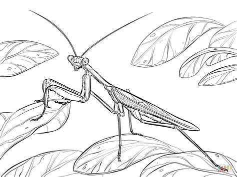 Praying Mantis Coloring Page Sketch Coloring Page