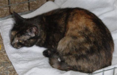 Maddie 4 Year Old Female Tortoiseshell Domestic Short Haired Cat