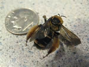 Ground Dwelling Colony Bee Svastra Obliqua Bugguidenet