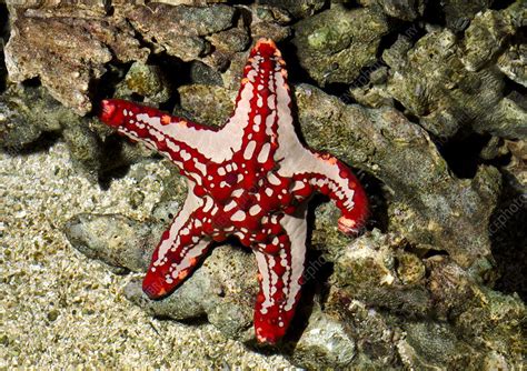 Red Knobbed Starfish Stock Image C0259961 Science Photo Library