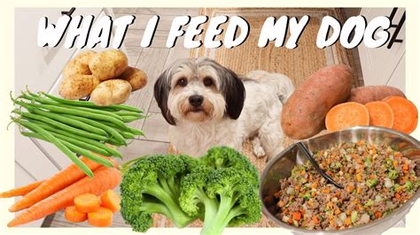 How I Make Healthy Food For My Dog Easy Recipe Youtube