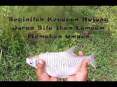Fishing #silver_barb #ultralight_fishing #mancing_lampam #lampam_jawa assalamualaikum & salam sejahtera, kali ni secara. Resepi Ikan Lampam Bakar - Quotes About i