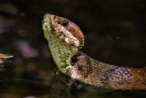 Cottonmouths are comparatively big and can grow anywhere between 2 to 4 feet in length. Encounter with a Cottonmouth