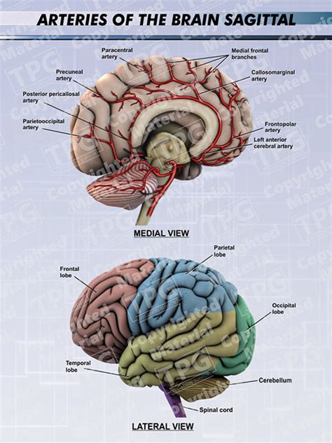 Arteries Of The Brain Sagittal Order