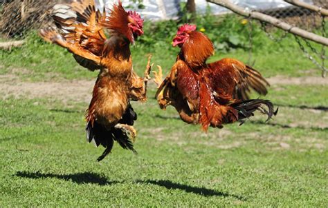 Rooster Fights Wallpapers High Quality Download Free