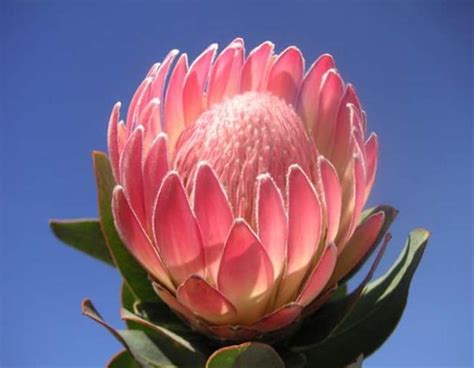 Protea p2 is a set of treatments for hydrocarbons, the range of products includes : Protea Pink Duke - Protea - Proteas and Leucadendrons ...