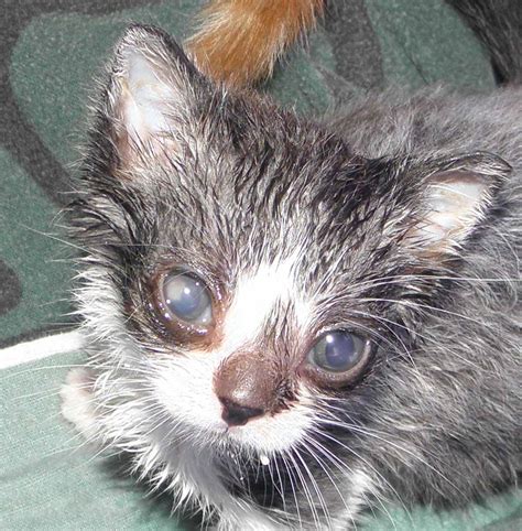 If you think you have a corneal ulcer, contact your store, or a provider of medical services. ~Tails from the Foster Kittens~: Eye Check
