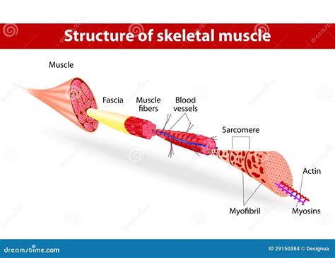 Structure Of Skeletal Muscle Stock Images Image 29150384