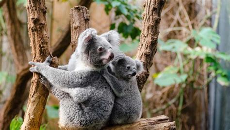 Below you can find a complete list of new zealand animals. Meet Australia's Newest (and Cutest) Animals - Drift ...