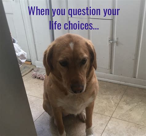 Relatable | Funny animal memes, Animal memes, Funny animals