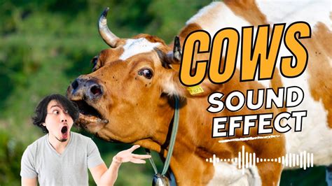 Cows Mooing Sound Effect And Relaxation 2 Minutes Youtube