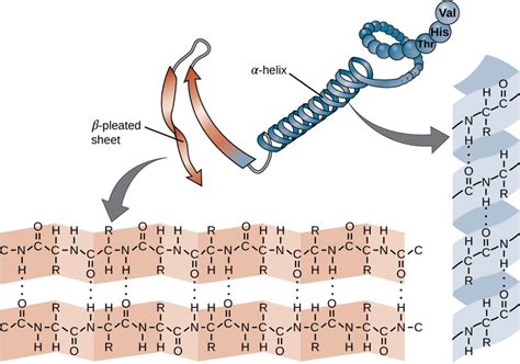 Amino acids are the building blocks of proteins. Chapter 2: Protein Structure - Chemistry