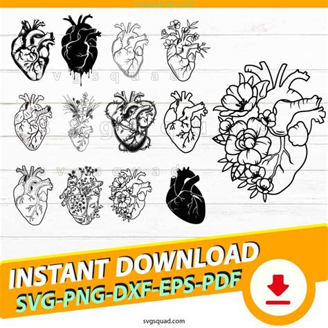 Anatomical Heart Svg Png Cricut Outline Human Heart Bundle