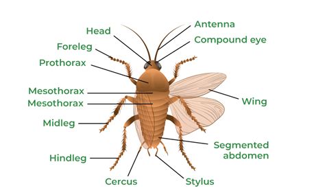 Morphology Of Cockroach Structure Classification Segmentation FAQs