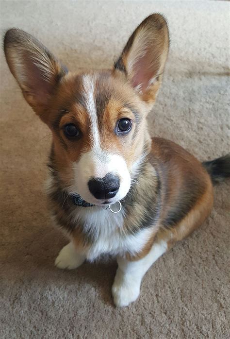 All of our puppies will be akc, ckc, or aca registered unless otherwise stated. Corgi Overload (Taedo looking handsome on National Puppy Day) | Corgi queen, National puppy day ...