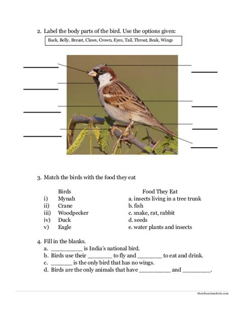 Grammar worksheets for grade 3. Environmental Science (EVS) : Birds Worksheet (Class II)