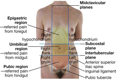 The four quadrants and nine regions of the abdomen. Where Is The Epigastric Region Of The Body - ovulation ...
