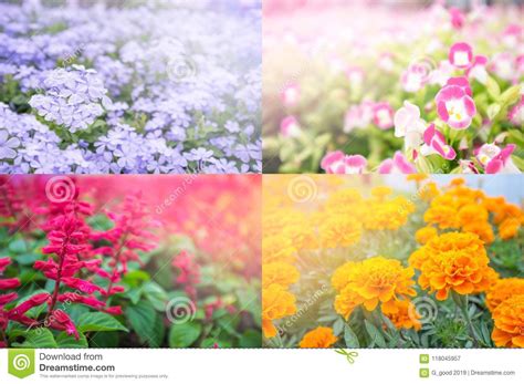 Four Seasons Of Flower Spring Summer Autumn And Winter Stock Image