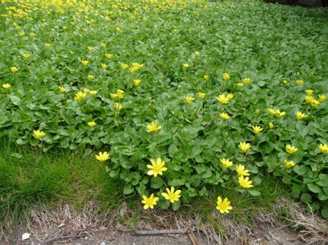 Lesser celandine (ficaria verna or ranunculus verna) is an invasive spring ephemeral perennial plant, also known as fig buttercup, that i have been seeing. What flower? - Maggie's Farm