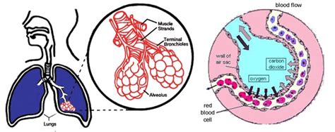 The Respiratory System: Structure and Function ...