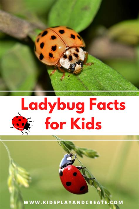 Amazing Ladybug Facts For Kids Kids Play And Create Facts For Kids