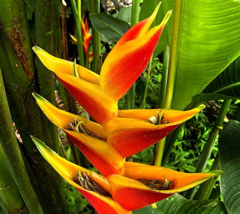 For The Love Of Heliconia A Beautiful Plant Species Dengarden
