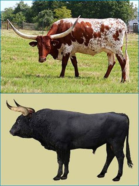 images  bulls cows  pinterest fluffy cows  bull  insects