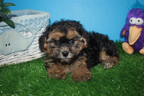 1.7 mi from long island city. Yorkie-Poo Puppies For Sale - Long Island Puppies