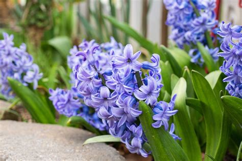 Are Hyacinths Perennials With Pictures Ehow