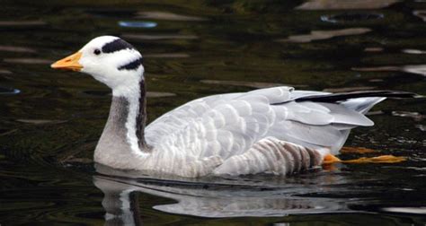 Interesting Facts About Geese