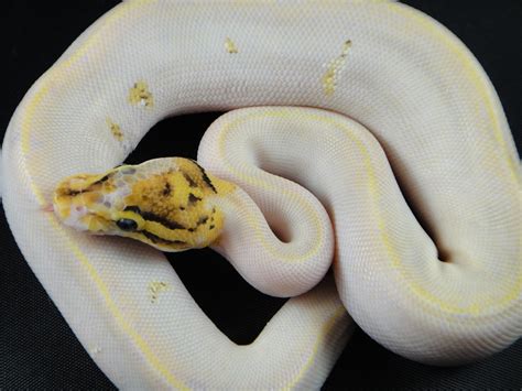 Ivory Morph List World Of Ball Pythons