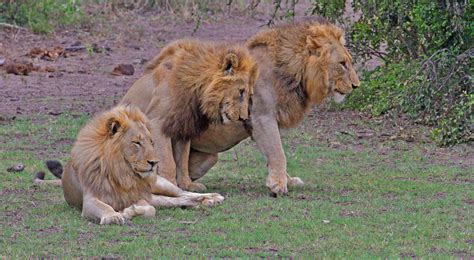 Lions Of The Kruger National Park The Kings And Queens Of