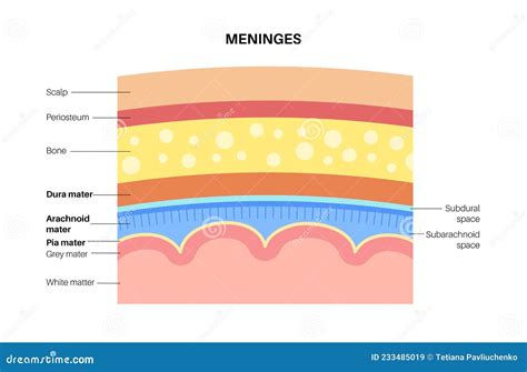 Meninges Anatomy Diagram Stock Vector Illustration Of Layers 233485019