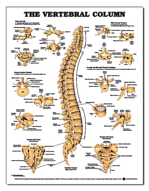 Vertebral Column Anatomy Chart Spine Poster Spinal Wallchart Images