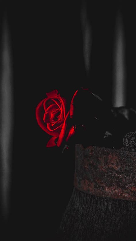 Red And Black Rose Wallpaper