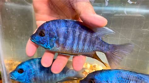 Royal Blue Dolphin Cichlids Explanation Of Selecting Breeder Males