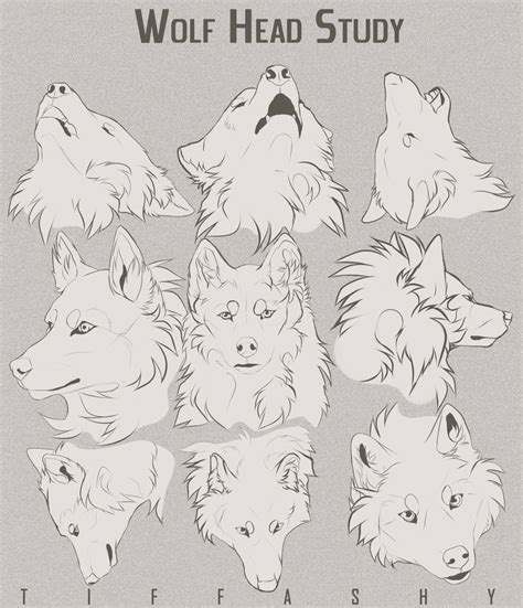 Wolf Head Studytutorial By Tiffashy On Deviantart Wolf Sketch Anime